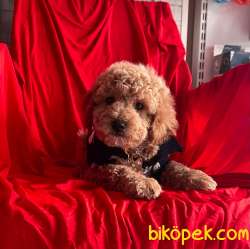 RED BROWN TOY PODDLE 1