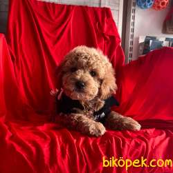RED BROWN TOY PODDLE 3