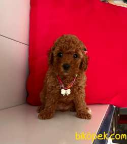 RED BROWN TOY PODDLE 4