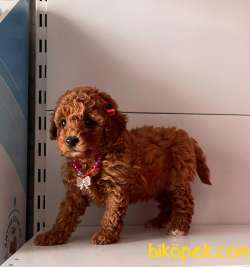 RED BROWN TOY PODDLE 3
