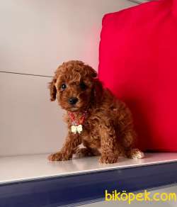 RED BROWN TOY PODDLE