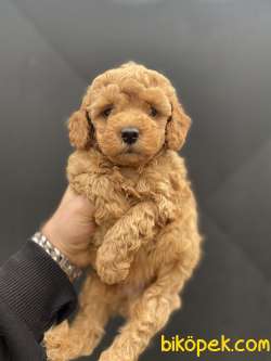 ÜST KALİTE IRK VE SAĞLIK GARANTİLİ  TOY POODLE 1
