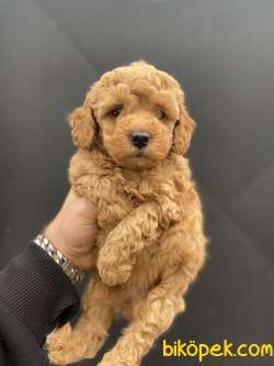 ÜST KALİTE IRK VE SAĞLIK GARANTİLİ  TOY POODLE 2