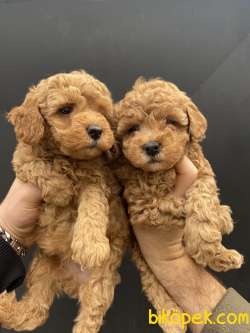 ÜST KALİTE IRK VE SAĞLIK GARANTİLİ  TOY POODLE 3