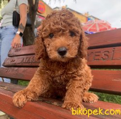 RED BROWN TOY POODLE 2