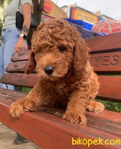 RED BROWN TOY POODLE 4