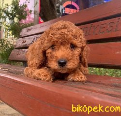 RED BROWN TOY POODLE 1