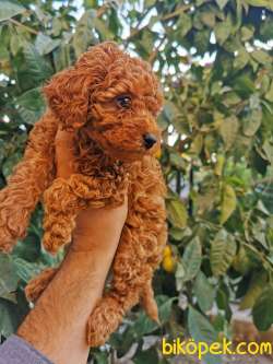 Red Brown Toy Poodle 2