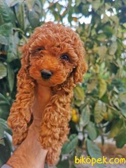 Red Brown Toy Poodle 1
