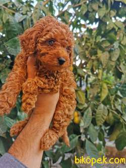 Red Brown Toy Poodle 3