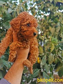Red Brown Toy Poodle 4