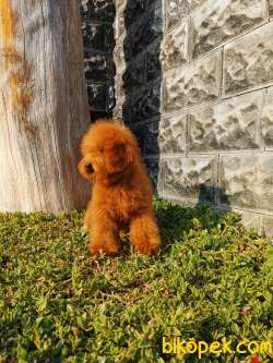 Red Brown Toy Poodle 5