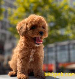 Red Brown Toy Poodle 4