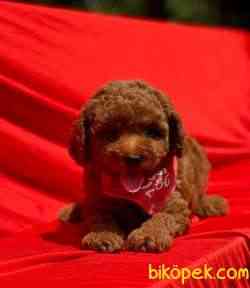 RED BROWN TOY POODLE 2