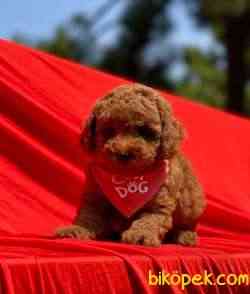 RED BROWN TOY POODLE 3