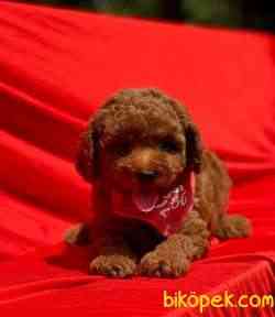 RED BROWN TOY POODLE 3
