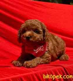 RED BROWN TOY POODLE 1
