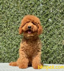 RED BROWN TOY POODLE 2