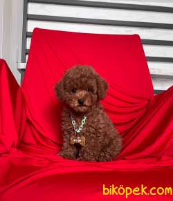 RED BROWN TOY POODLE 1