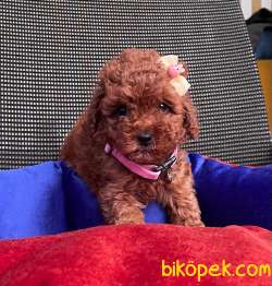 RED BROWN TOY POODLE 2