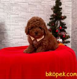 RED BROWN TOY POODLE 5