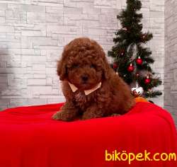RED BROWN TOY POODLE 4