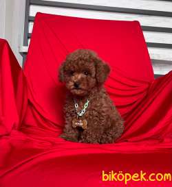 RED BROWN TOY POODLE 3