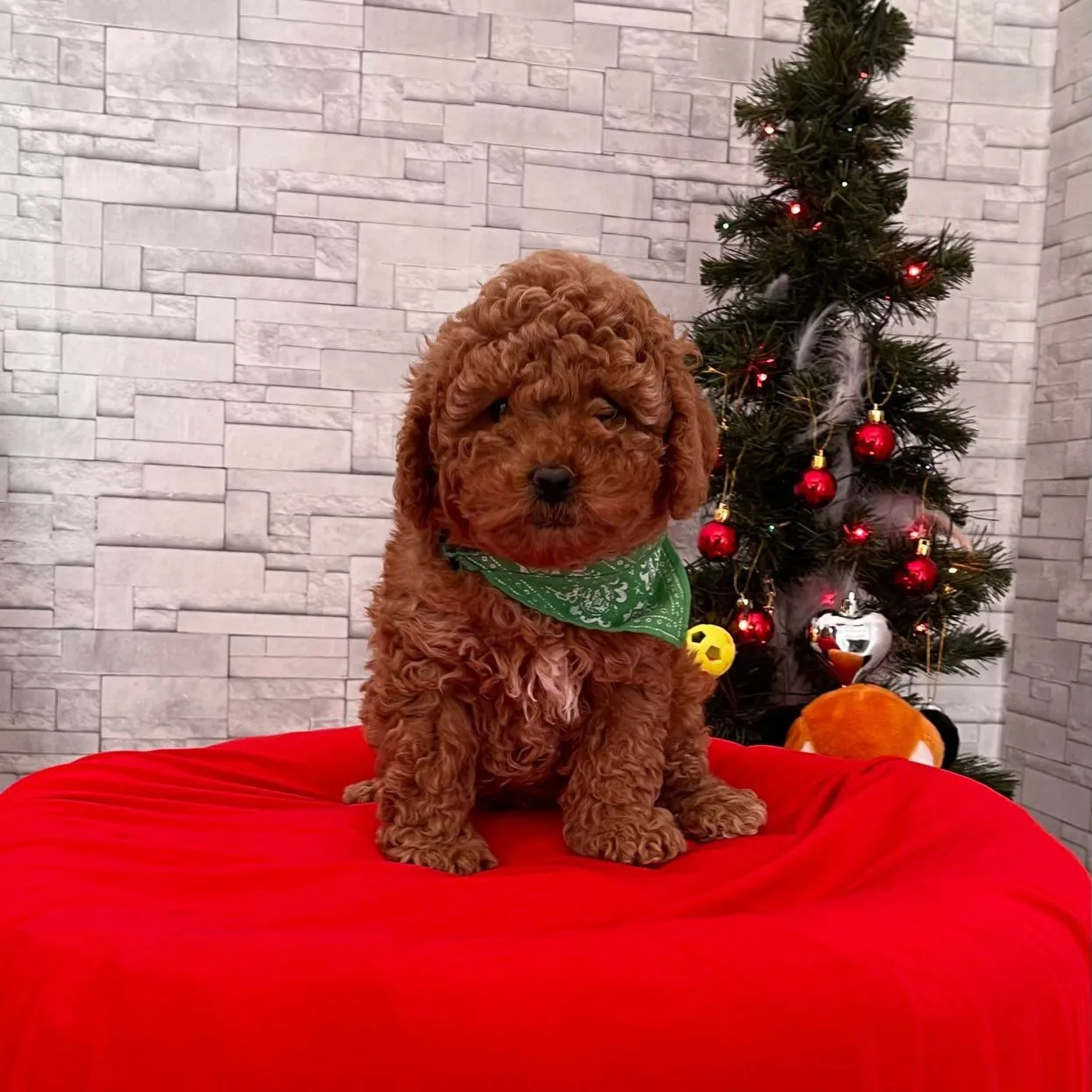 Red Brown Toy Poodle 2
