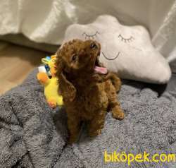 RED BROWN TOY POODLE