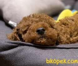 RED BROWN TOY POODLE 3