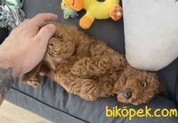 RED BROWN TOY POODLE 4