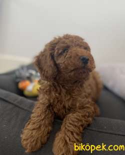 RED BROWN TOY POODLE 5
