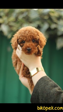 Red Brown Toy Poodle 'Akkuş Üretim Çiftliği' 3