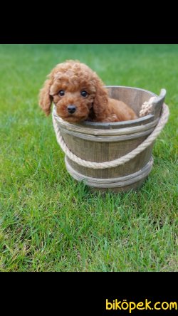 Red Brown Toy Poodle 'Akkuş Üretim Çiftliği' 5
