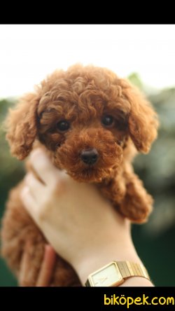 Red Brown Toy Poodle 'Akkuş Üretim Çiftliği' 2