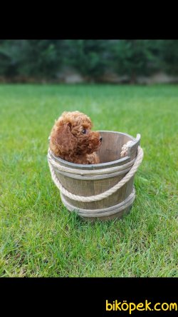 Red Brown Toy Poodle 'Akkuş Üretim Çiftliği' 4