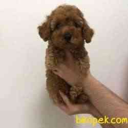 Red Brown Toy Poodle Bebeğim 2