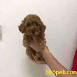 Red Brown Toy Poodle Bebeğim 3