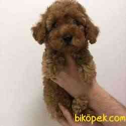 Red Brown Toy Poodle Bebeğim 1
