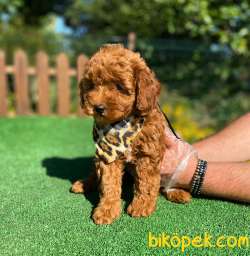 Oyuncu Zeki Eğitimli Toy Poodle Bebekler 1