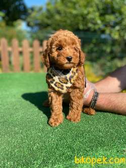 Oyuncu Zeki Eğitimli Toy Poodle Bebekler 2