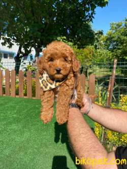Oyuncu Zeki Eğitimli Toy Poodle Bebekler 3