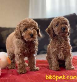 RED BROWN TOY POODLE BEBEKLER 1