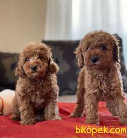 RED BROWN TOY POODLE BEBEKLER 2