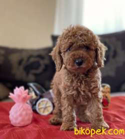 RED BROWN TOY POODLE BEBEKLER 5