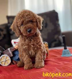 RED BROWN TOY POODLE BEBEKLER 3