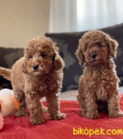 RED BROWN TOY POODLE BEBEKLER 4