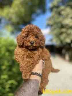 RED BROWN TOY POODLE BEBEKLER PASAPORTLU 2