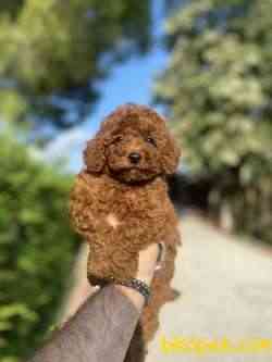 RED BROWN TOY POODLE BEBEKLER PASAPORTLU 1