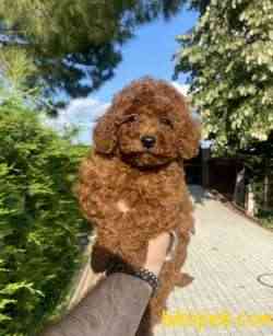 RED BROWN TOY POODLE BEBEKLER PASAPORTLU 3